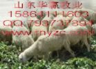 Small Tail Han Sheep